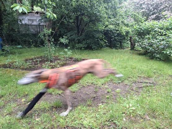 A galgo runs in front of some bushes in the garden. Because the dog is moving very fast, only the background is in focus, but the dog is blurry