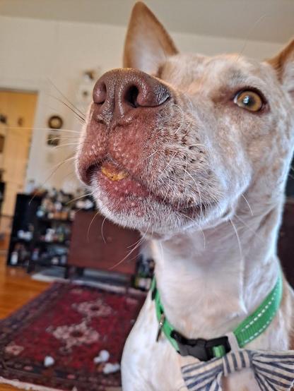 Buster, a tan & white Australian Cattle Dog mix, sits on his "Mommy's" lap.  He's almost facing the camera, but is a little off axis, as he's looking at something outside through the window.  His face is mostly white, & his irises are a beautiful golden color, matching the tan parts of his fur.  He has a small smear of pumpkin and yogurt on his lower lip.  He's wearing a green collar with a black plastic buckle & an attached blue & white seersucker bow tie.  His mouth is barely open: he's very energized about whatever he sees outside the window, & is on the edge of barking.  Behind him is a wooden floor with an "Oriental" rug, some cabinets with bottles of liquor, and a doorway to the kitchen.  The walls & ceiling are off-white.