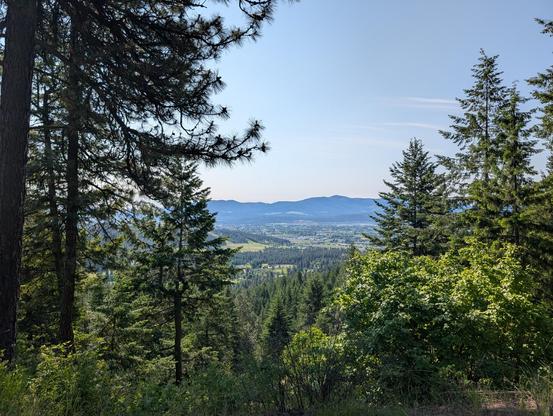 our go to view looking out over the valley. just pass the Canfield golds trail juncture today. the air is clear. the sky is white and greenery is growing. in the distance you can see the deep blue mountain range that contains Micah Peak.
