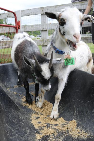 Two goats playing in a black bin at nevins farm. a young goat stands in the bin and looks down. His front half is mostly shades of brown and black, while his back half is mostly white. he has little horns. A larger white goat with no horns stands with his front legs in the bin and looks at the camera with his mouth open