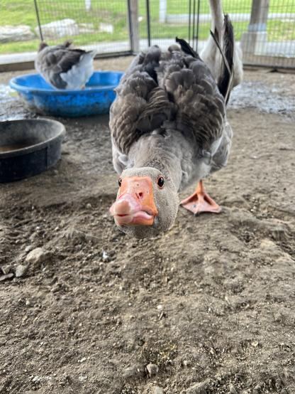 A duck in a coop at nevins farm bends low to the ground and looks at the camera. her bill and feet are bright orange and her feathers are shades of brown. another farm bird can be seen standing in a blue kiddie pool in the background