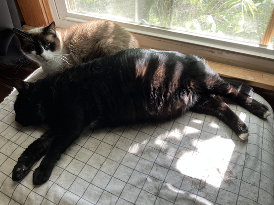 Two library cats. One, siamese-ish, looking small, making a loaf, looking up at the camera. One, tuxedo, looks like a giant chonky, stretched out, laying down.