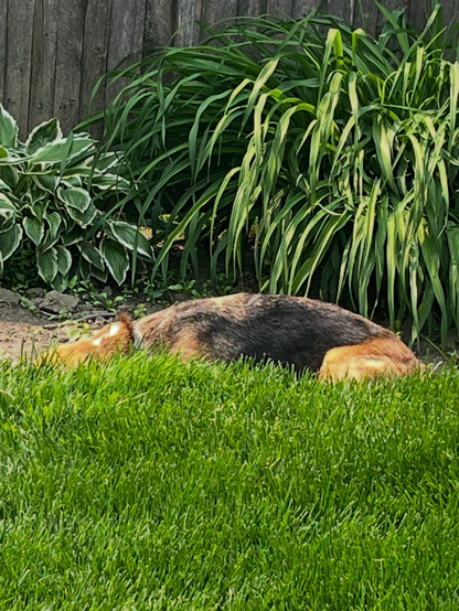 Green grass in the foreground and behind, green hostas and the long blade-like leaves of a day lily plant. In between the two, the hump of the back of a dog lying face down
