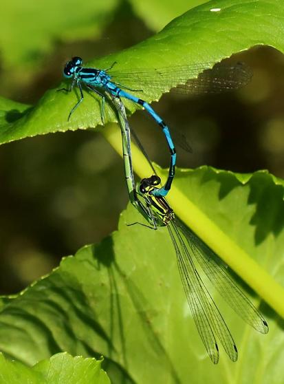 Image shows two turquoise Damselflies mating in a leaf by the pond