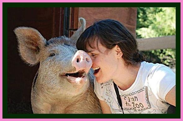 NOT #bacon. NOT #pork. #NOT ham.

A friendly, intelligent, feeling, emotional #pig friend. 

See with a new perspective. #GoVegan