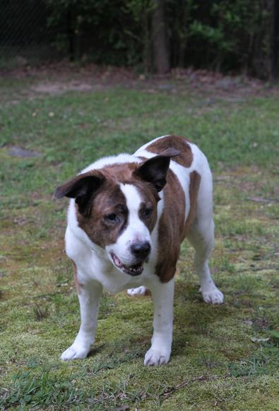 A white and brown dog standing in his yard looking slightly toward the right side of the screen.