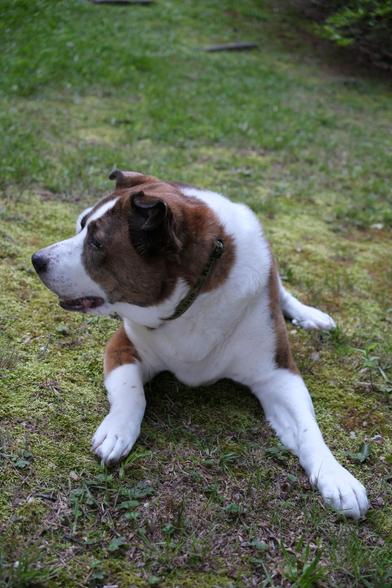A white and brown dog lying on the ground in his yard turning his head toward the left side of the screen checking something