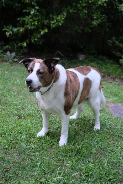 A white and brown dog standing in his yard looking toward the left side of the screen.
