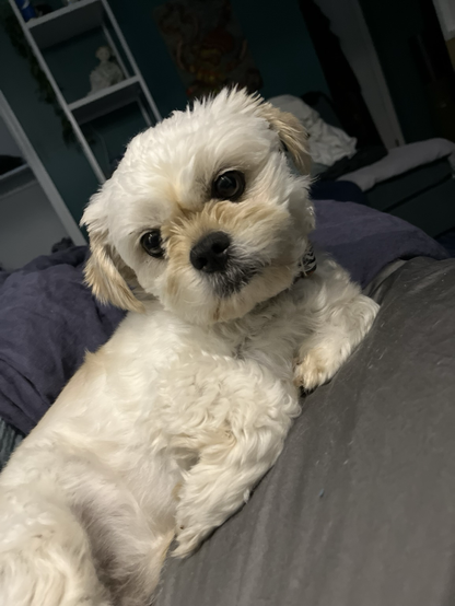 A fluffy white dog is lying on a bed or couch, looking up with its big eyes, appearing cute and relaxed.