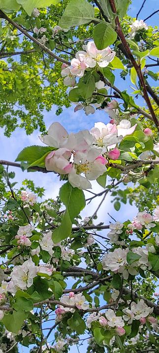 This photo was taken straight up through the branches of an flowered-out apple tree. Buds are dark pink. Open blossoms are white with light pink edging. Thousands of green leaves form a varied pattern against the blud sky.