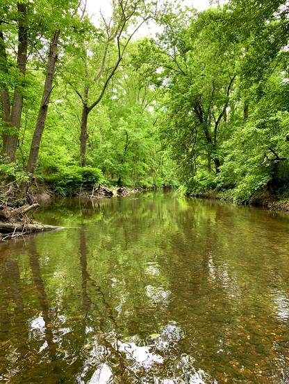 A view of a creek quietly flowing through the woods with vivid green foliage in a cloudy afternoon. The creek water reflects the surrounding greenery.