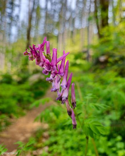 Pink wildflowers with elongated petals in focus, set against a blurred forest background with tall trees and greenery. A narrow dirt path is partially visible in the background.
