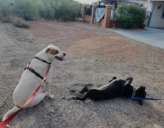 One dog enjoys a sit break on his walk while his sister rolls around in the dirt and gravel