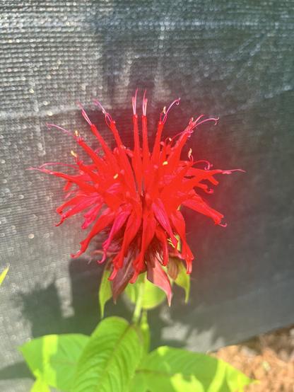 A radiant Scarlett bee balm bloom.