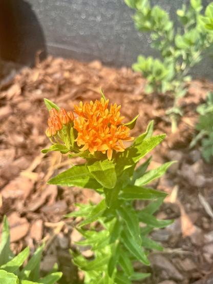 Orange butterfly weed beginning to bloom.