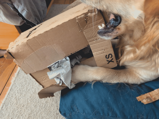 Close up of a golden retriever paw and part of the head, engaged in tearing apart a cardboard box in which treats are hidden. Various packing materials are used inside the carton, which are partly visible through the opening. The wear and tear is visible from various shreds on his pillow