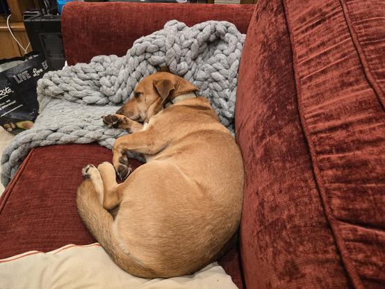 One of my dogs acting like a loaf on the couch.