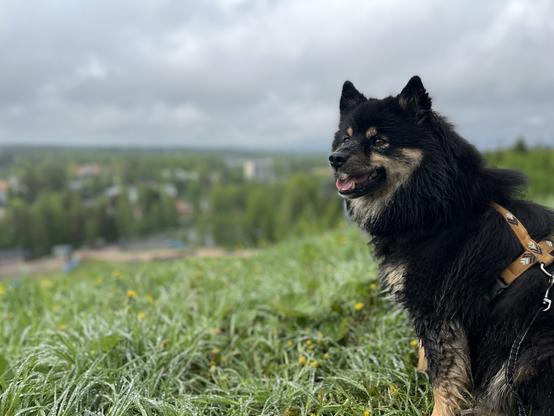 Photo of a wet Finnish lapphund sitting in the grass, looking left out from the picture, with the sky in the background.