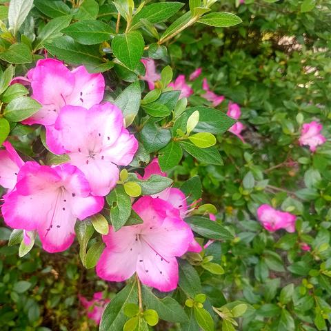 A close-up photo of a leafy rhododendron bush with many trumpet-like, picottee flowers, each consisting of five fused petals to form a star shape.

Its small and bristly leaves are gleaming with rain.