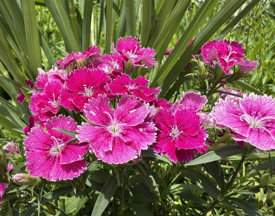 A cluster of vibrant pink Dianthus flowers with fringed petals and white edges, blooming amidst long green leaves in a sunlit garden.