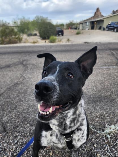 Close up of a dog on a walk cheerfully waiting for her treato