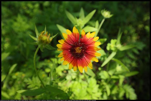 A Gaillardia pulchella wildflower (also called Indian Blanket, Firewheel, Girasol Rojo) was blooming in Norman, Oklahoma, United States on May 4, 2025. There is an indian blanket fungus weevil (trigonorhinus limbatus) on the flower. The flower is lit by sunshine while nearby foliage is in dark shade.
