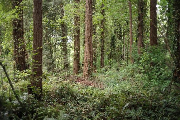 A forest scene featuring a sunlit cedar covered in English ivy. The surround forest is darker and soft as a result of the vintage lenses vingette and soft edges.