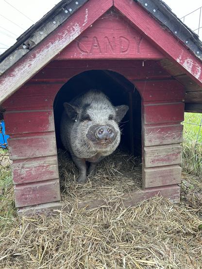 A pot belly pig peeks out of a small red wooden house. she's a mix of black, gray and white, but her snout and the fur around her eyes are black. the house is on some hay and there's more hay visible on the floor of the little house