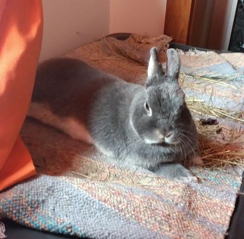 Lua on top of her box snoozing a bit. Half her body is in the shade of a courtain, she is stretched likely due to warm weather.