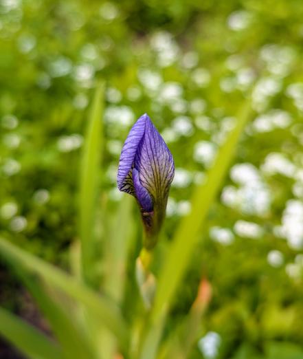 A close-up of a purple iris, still mostly closed, with intricate "vein" patterns. The background is blurred leaves and white flowers