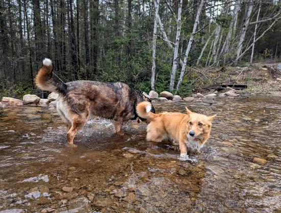 Moxxi the corgi is not even belly-deep in a shallow river. Her large mutt friend is drinking the water behind her. She has a very uncertain look. In the background is a forest.