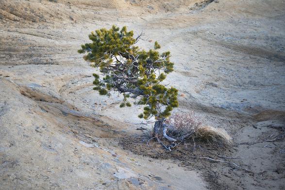 A lone, small tree with green foliage growing in a small area of sand on a rugged, rocky terrain with sparse vegetation.