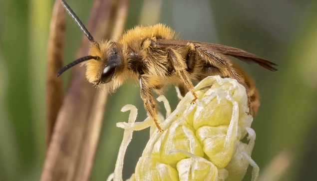 A fuzzy golden-brown native bee with visible antennae and wings feeds on a pale yellow flower with prominent white stamens against a blurred green background.