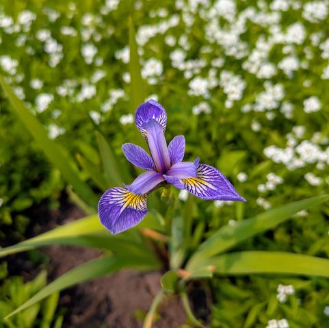 A blue flag iris, open, with down curved petals, violet with yellow bases, boldly veined. It's surrounded by white sweet alyssum