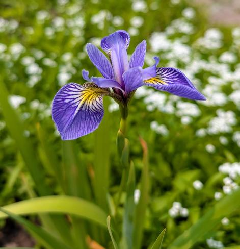 A close up of the same flower where we can see a bit better the bigger violet and yellow veined petals