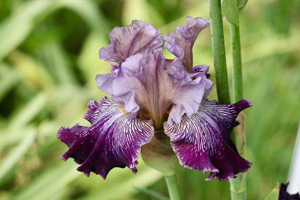 Iris with prominent veins