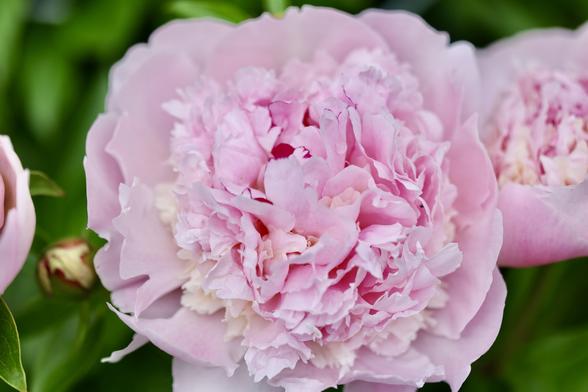 Peony