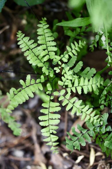 Fern from above, maidenhair fern