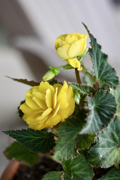 Yellow begonia blooms and bud
