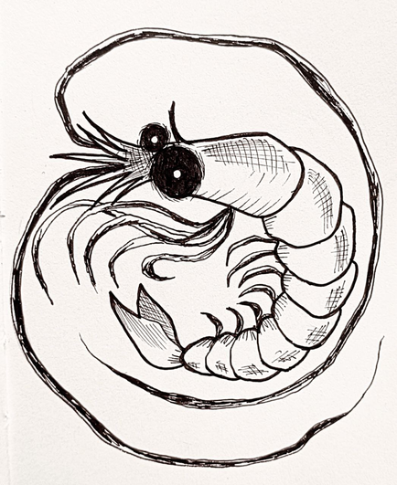 ilustracion de una gamba hecha en tinta y papel
