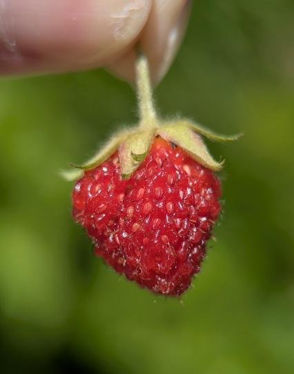 A ripe, delicious-looking Virginia strawberry, dangling by its stem from my fingers, close up.