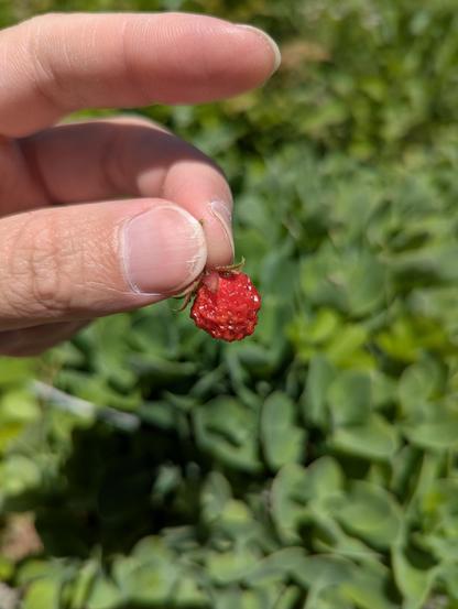 A slightly smaller strawberry from further away, with my hand for scale