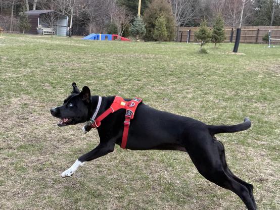 Bubbles the dog at full stretch as she races perpendicular to the camera in pursuit of a tennis ball.