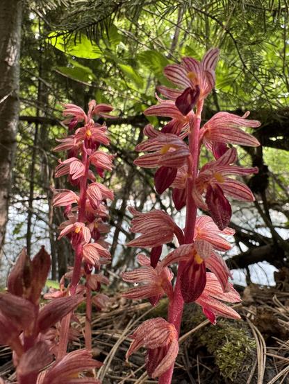 A striped red plant grows in the shady understory of a forest, near a stream. The plants parts are all various shades of red, instead of having any green, because it gets its nutrients in symbiosis with a fungi host. The flowers are of an orchid type, with elaborate striped petals above and a deep red "tongue" below