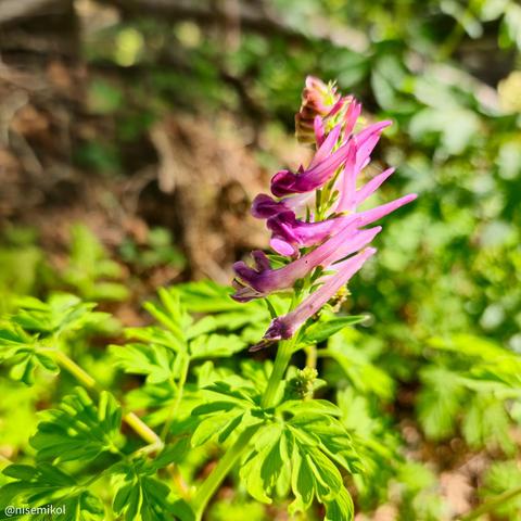 Pink tubular flowers atop a green stem with fern-like leaves in a sunlit garden setting; blurred background of foliage.