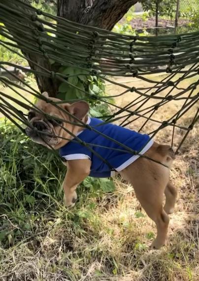 Frencie wearing a blue top is hanging in the hammock  net.