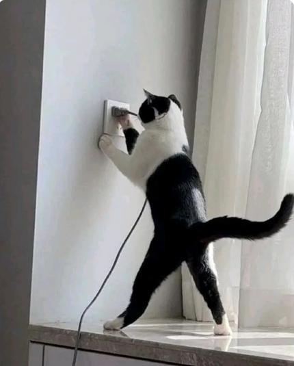 A cat with white upper half of its body and black bottom,  that looks like it's wearing  black pants, stands upright while scratching an electric outlet.