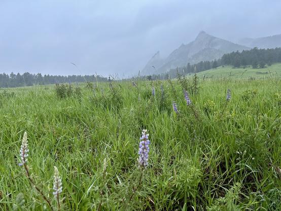 A lush green meadow with wildflowers, primarily purple lupines, under a cloudy sky. Mountains are visible in the background, shrouded in mist.