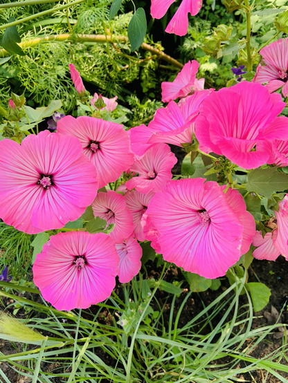 Rosafarbene Petunien 🌸