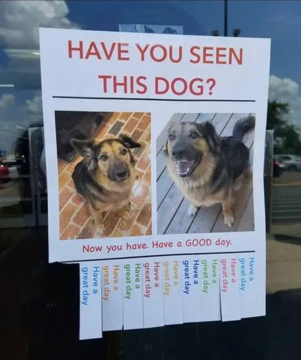 Photo of a lost dog poster. Except that this one has two photos of an adorable brown and black dog, and unexpected text. 

Above the photos, the poster reads, "Have you seen this dog?

Below the photos, it reads, "Now you have. Have a GOOD day."

Below this are the standard sideways thin papers you usually rip off with phone numbers on them, but this one has only the phrase "Have a great day!" on each of them.